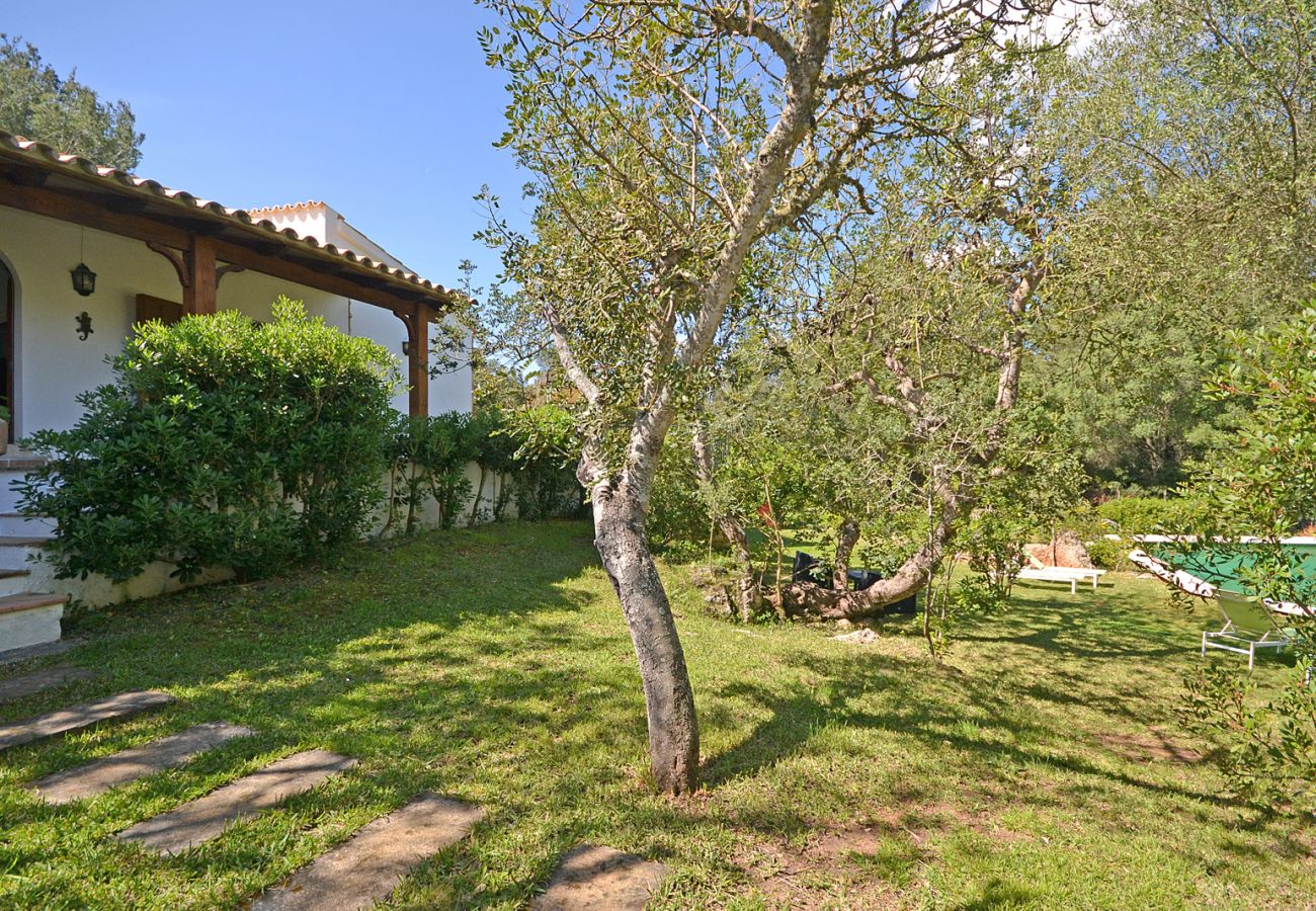 Landhaus in Alcudia - Spiros "Camp Roig"